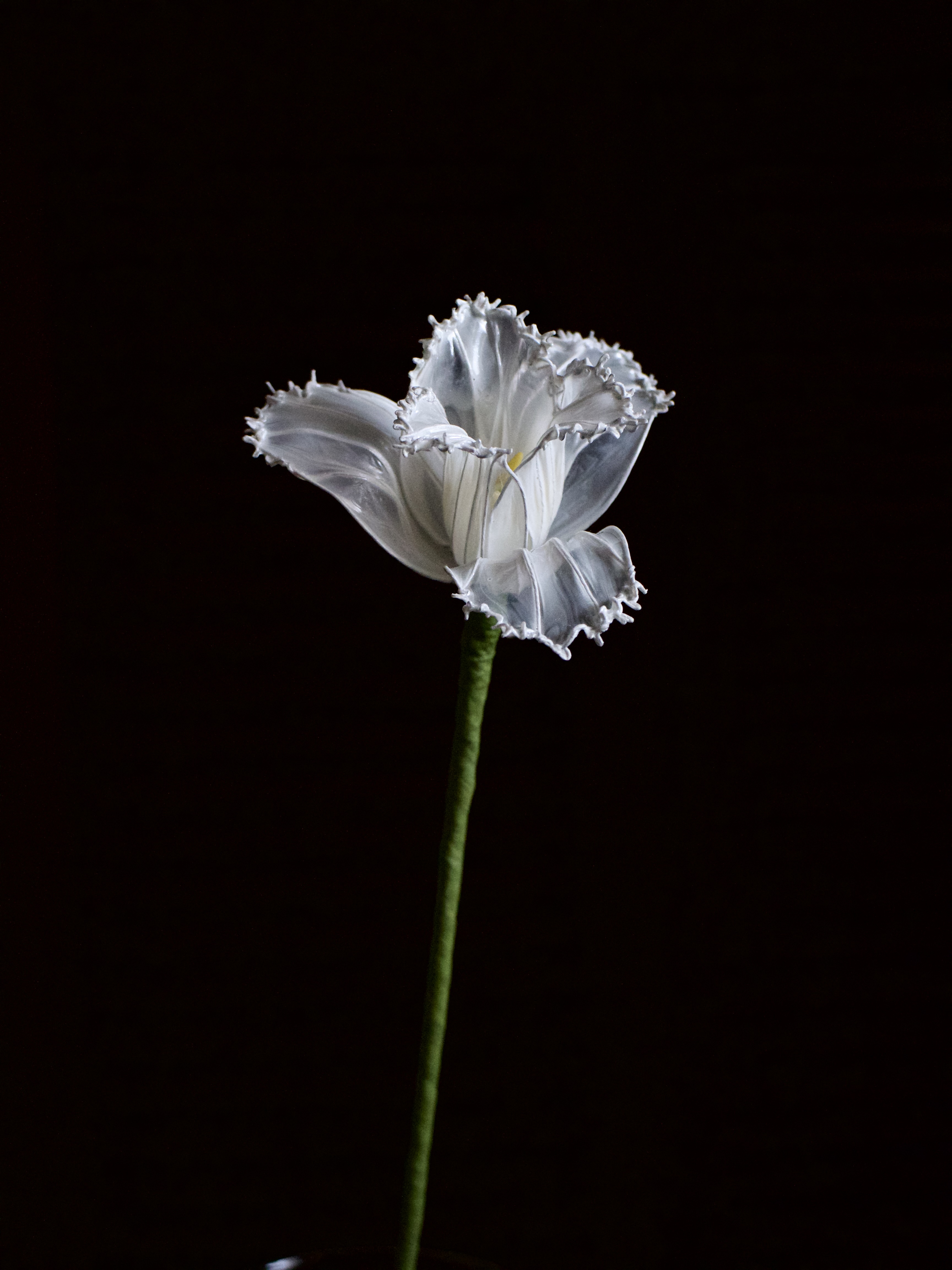 羽毛鬱金香|Dip Flower 水晶花|芔 Grassland Floral